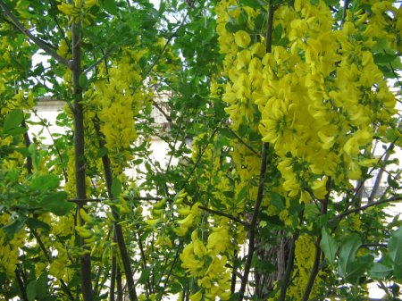  Image name: Maggiociondolo2.jpg 
 width: 450 pixel 
 height: 337 pixel 
 Size: 63749 bytes 
 Click to enlarge 